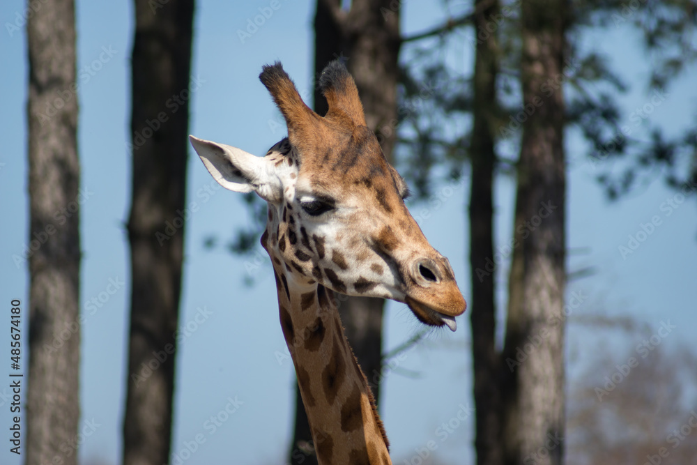 Obraz premium giraffe
