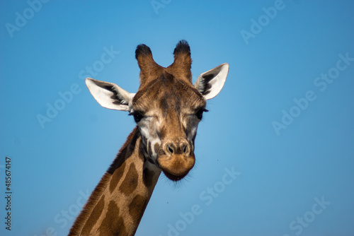 giraffe