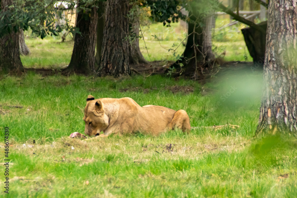 Fototapeta premium Lion