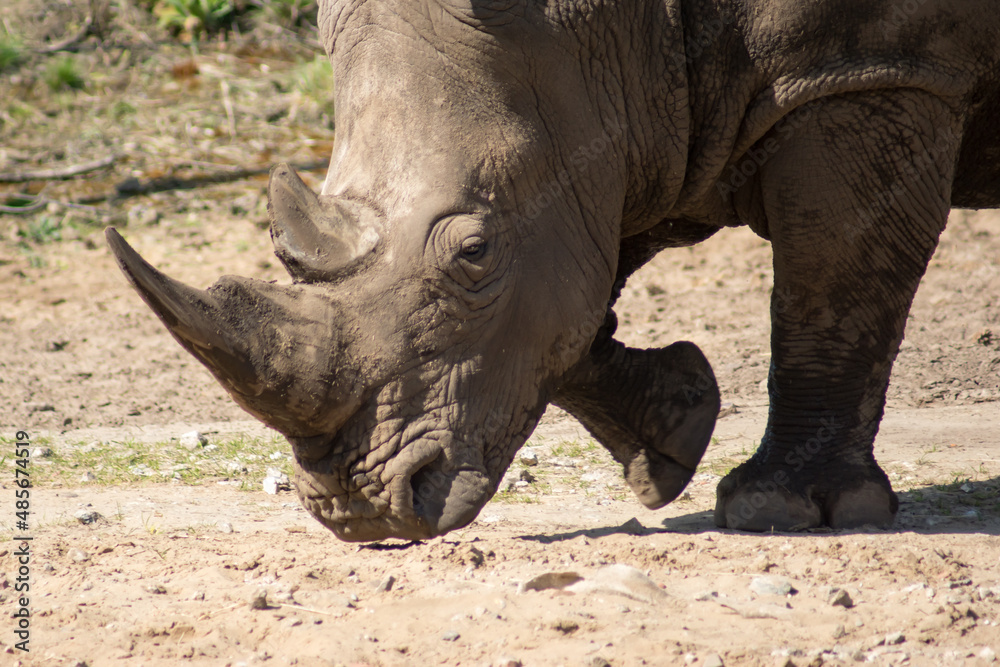 Obraz premium Rhinoceros
