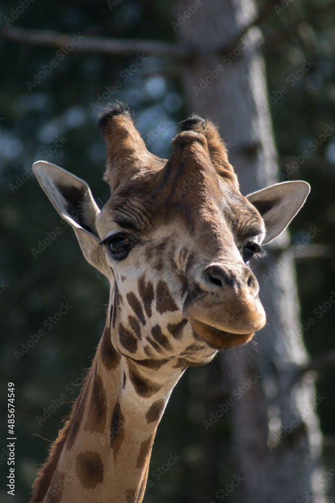 Obraz premium giraffe