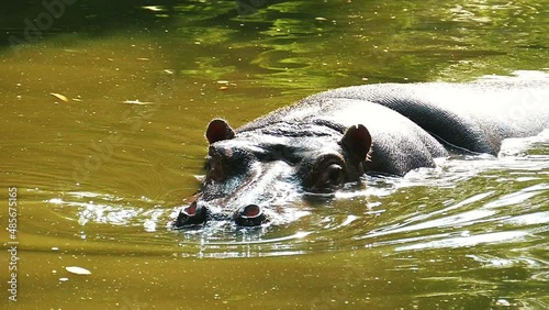 Muzzle of a hippo in slow motion. Wildlife hypopotamus footage. photo