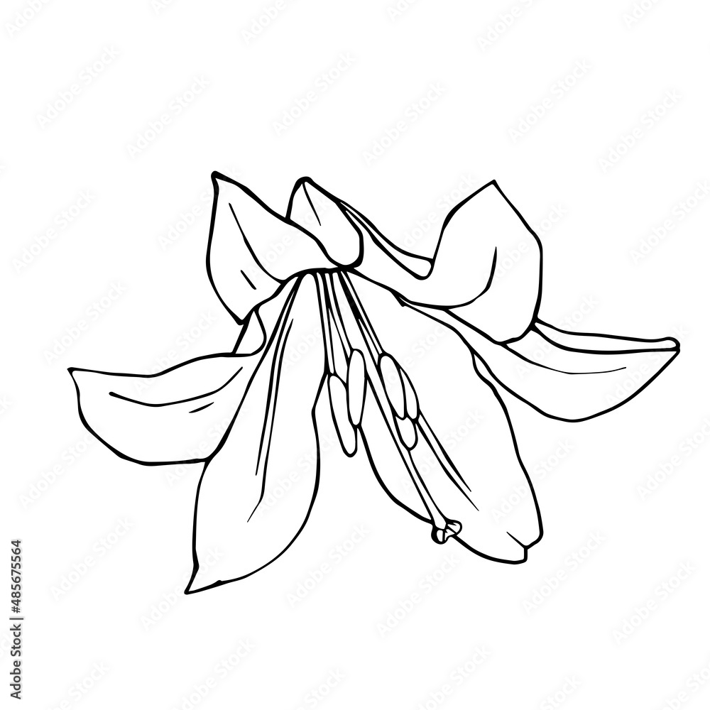 Linear sketch of a lily flower.Vector graphics.