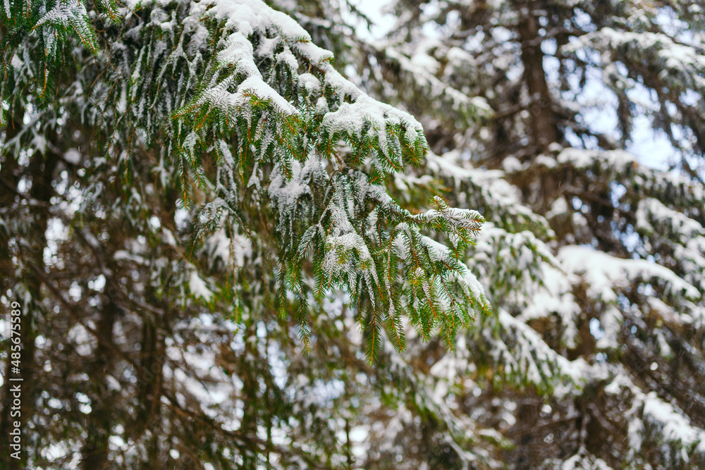 Winter Landscape Snow covered larch trees on a slope against the mountains Winter Landscape Snow covered larch trees on a slope against the mountains