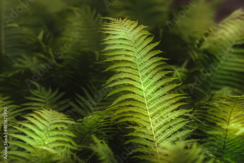 Zielone podświetlone soczyste liście paproci leśnej w zaciszu leśnych drzew. Makro	 photo