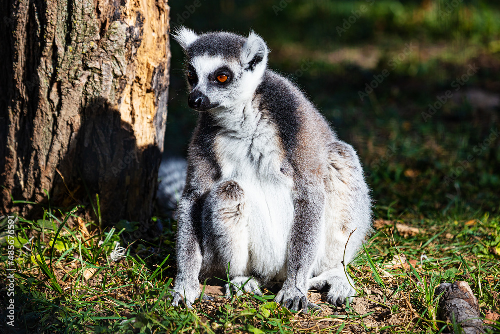 Ring-tailed lemur monkey. Mammal and mammals. Land world and fauna. Wildlife and zoology.