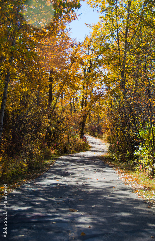 Fall scene on a foot path walking trail in Alberta