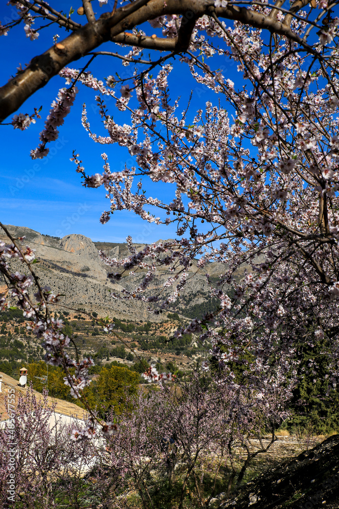 Landscape of Almond trees in bloom under blue sky Landscape of Almond trees in bloom under blue sky