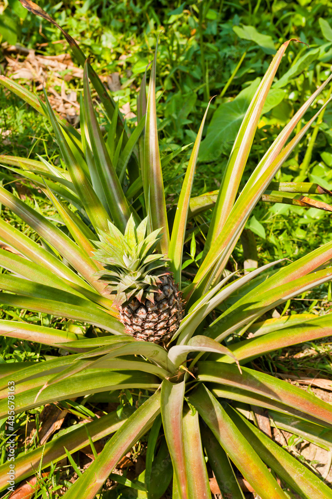Obraz premium Pineapple Plant in the Mekong Delta, Vietnam, Southeast Asia