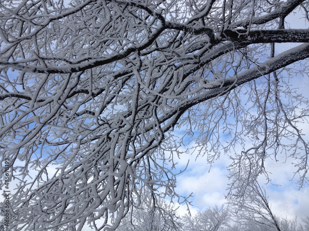 Obraz premium Winter