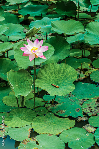 Lotus Flower  Mekong Delta  Vietnam  Southeast Asia
