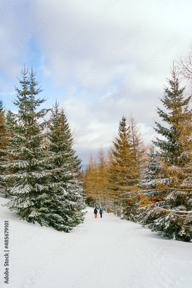 Fototapeta premium Winter Landscape Snow covered larch trees on a slope against the mountains