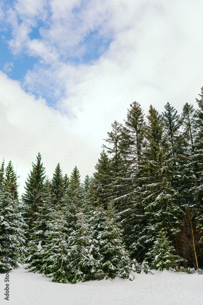 Fototapeta premium Winter Landscape Snow covered larch trees on a slope against the mountains