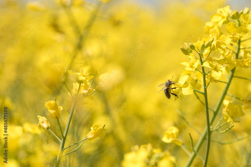 Honneybee collecting nectar on a rape flower Honneybee collecting nectar on a rape flower