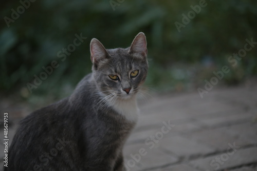 a gray stray cat is watching the street under the sunlight. abandoned homeless cat. pet on the street