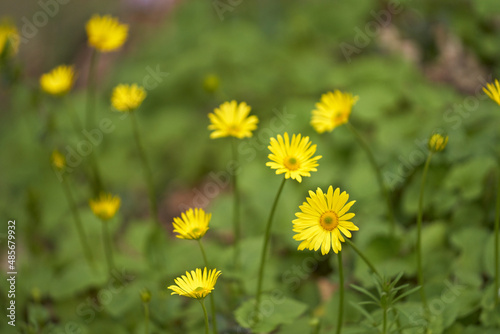Spring flowering of the eastern doronicum in the mountains. Bright yellow flowers among a green carpet of leaves. Selective focus. Blurred background.