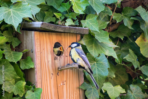 Bild auf Leinwand Close up garden scene, nest box and ivy, adult great tit bird feeding young with insect, song bird