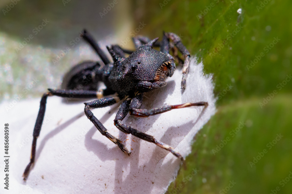 Fototapeta premium macro of a spider