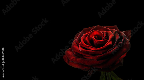 Red rose flower on a black background