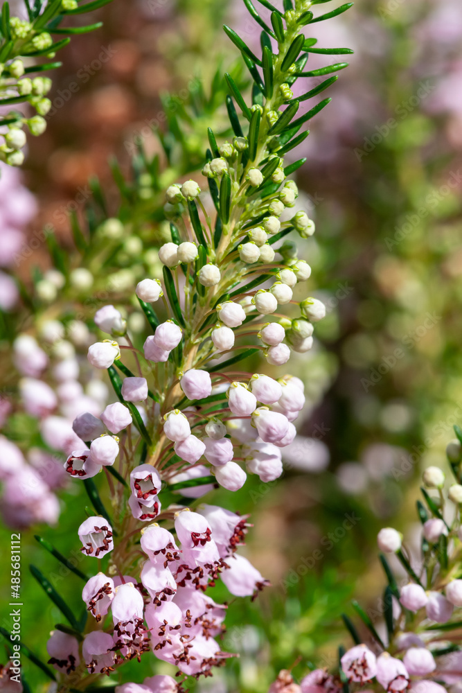 Macro shot of a Cornish heath (erica vagans) flower in bloom Macro shot of a Cornish heath (erica vagans) flower in bloom