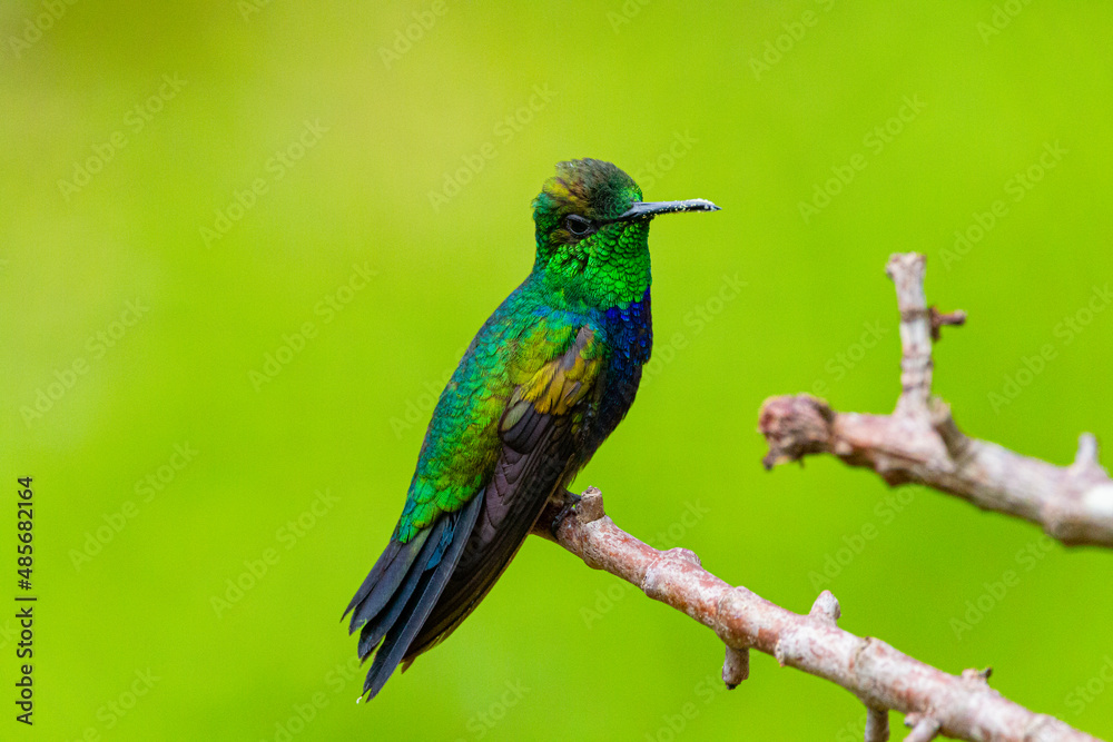 Fototapeta premium tropical bird