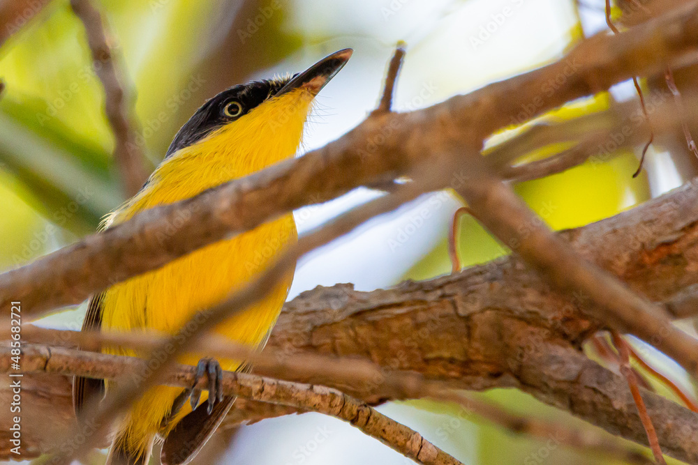 bird on tree bird on tree
