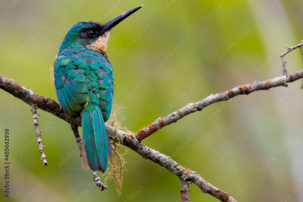 tropical bird tropical bird