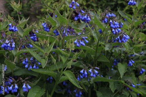 Wallpaper Mural Scottish wildflowers Torontodigital.ca