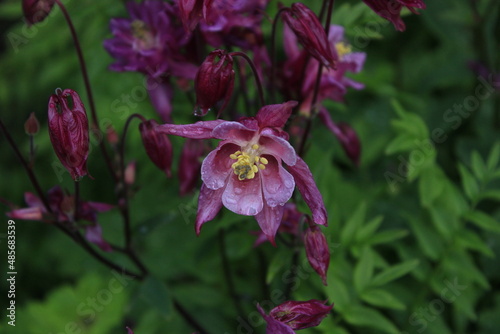 Wallpaper Mural Flowers in Scotland Torontodigital.ca