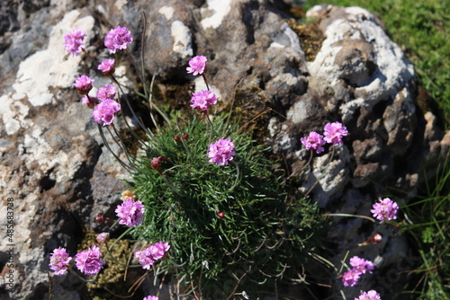 Wallpaper Mural Scottish wildflowers Torontodigital.ca