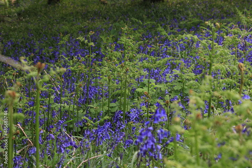 Wallpaper Mural Scottish wildflowers Torontodigital.ca