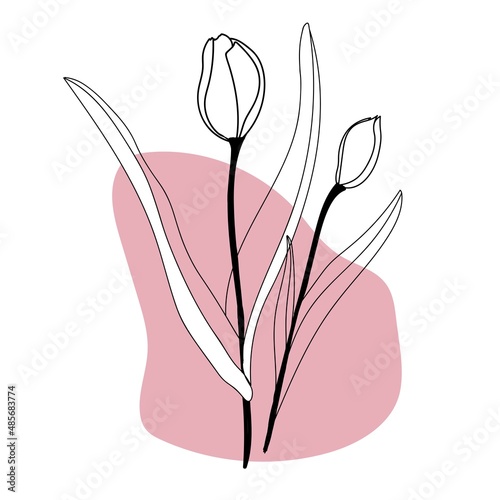 flowers tulips line art freehand in modern trendy style. Minimalistic modern line art Flower with abstract pink shape background for print, beauty and fashion. vector illustration.