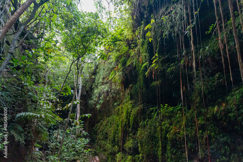 green forest in the morning