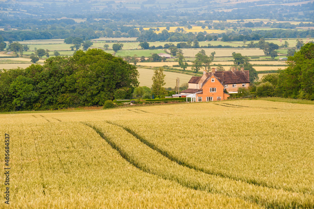 Corn field, Longborough, The Cotswolds, Gloucestershire, England, United Kingdom, Europe