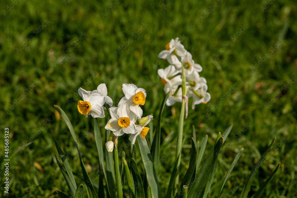 common narcissus with full flowers in spring common narcissus with full flowers in spring
