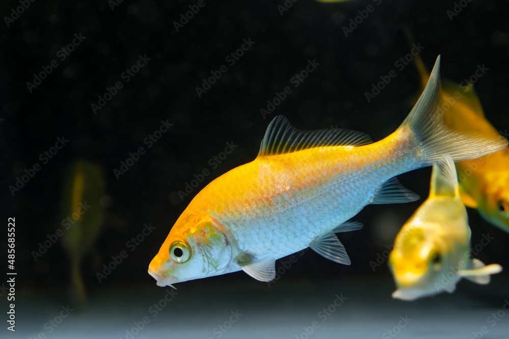 koi goldfish, commercial aqua trade breed of wild Carassius auratus carp swim in aquarium of petshop, popular ornamental fish in low light nature design concept koi goldfish, commercial aqua trade breed of wild Carassius auratus carp swim in aquarium of petshop, popular ornamental fish in low light nature design concept