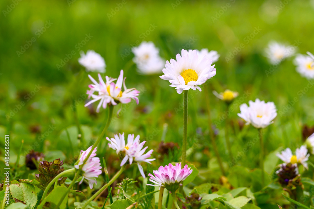 Beautiful daisy flowers on a green meadow. Flower glade. Beautiful daisy flowers on a green meadow. Flower glade.