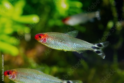 Fototapeta rummy-nose tetra shoal, red headed tender dwarf ornamental characin fish, active