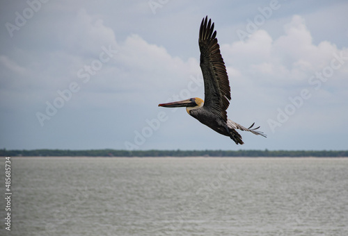 pelican in flight to freedom © Nebur Free