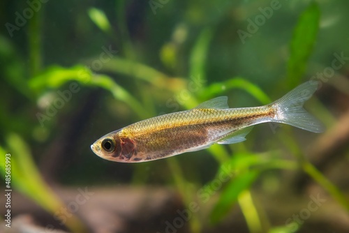 dwarf freshwater fish sunbleak shine silver side and swim in biotope aquarium, funny unusual pet on blurred background, shallow dof, beauty of nature concept