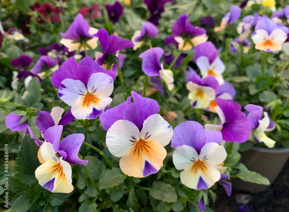 Flowering Violet of Vittrock, or garden pansies