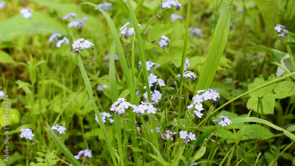 Forget-me-not flowers in the field, static camera, wind movement. High quality FullHD footage Forget-me-not flowers in the field, static camera, wind movement. High quality FullHD footage