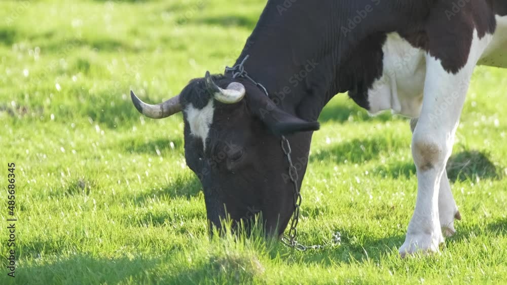 Milk cow grazing on green farm pasture on summer day. Feeding of cattle on farmland grassland Milk cow grazing on green farm pasture on summer day. Feeding of cattle on farmland grassland