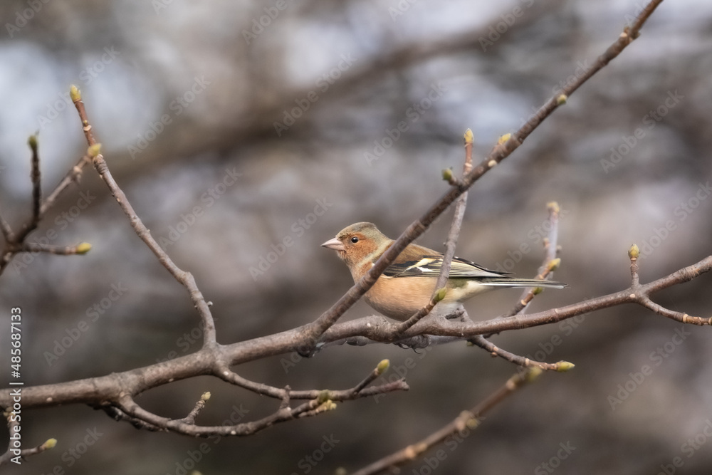 Chaffinch on a branch Chaffinch on a branch