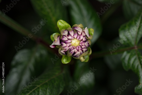 Beautiful flower Dahlia blooming. Top view of blossom big flower Dahlia on green leaves background.