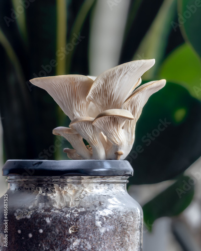pearl oyster mushroom growing from jar of coffee grounds