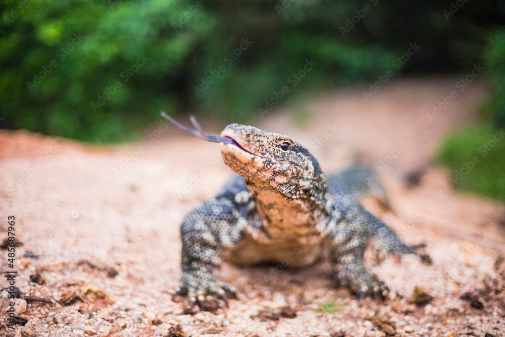 Fototapeta premium Minneriya National Park, monitor Lizzard flicking its tongue, Central Provice of Sri Lanka, Asia