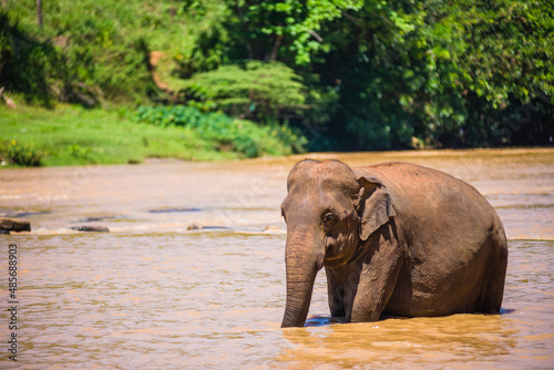 Pinnawala Elephant Orphanage  elephant in the Maha Oya River  Sri Lanka  Asia