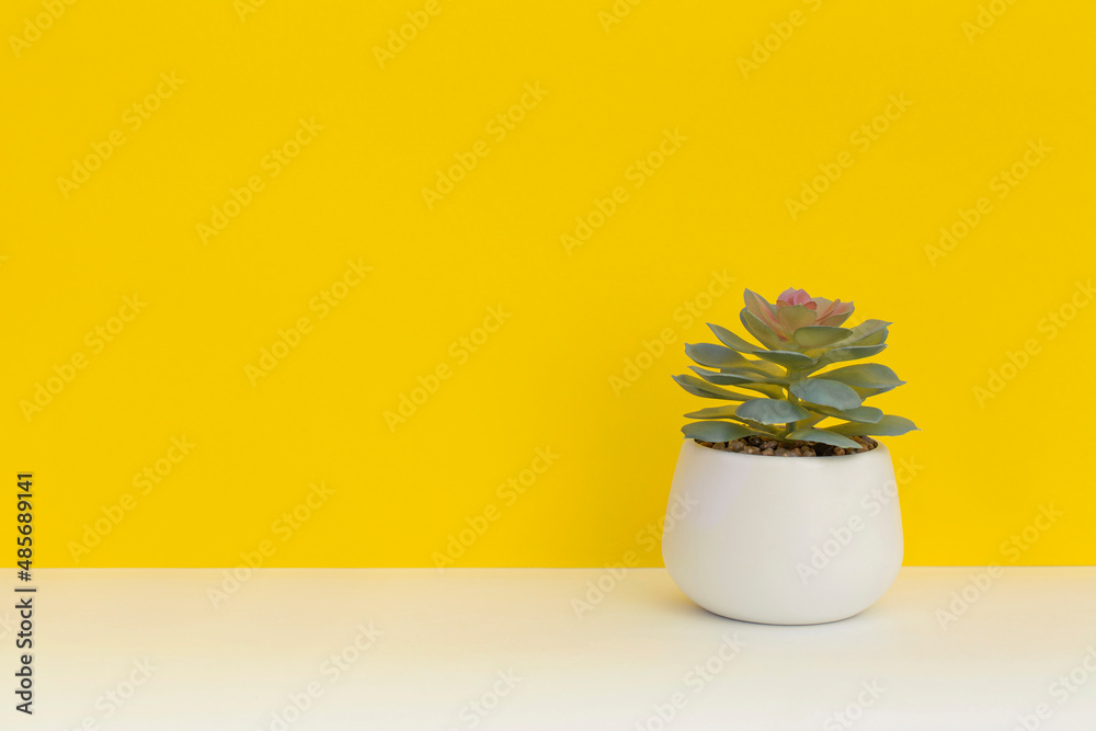 Succulents in a pots on yellow background.