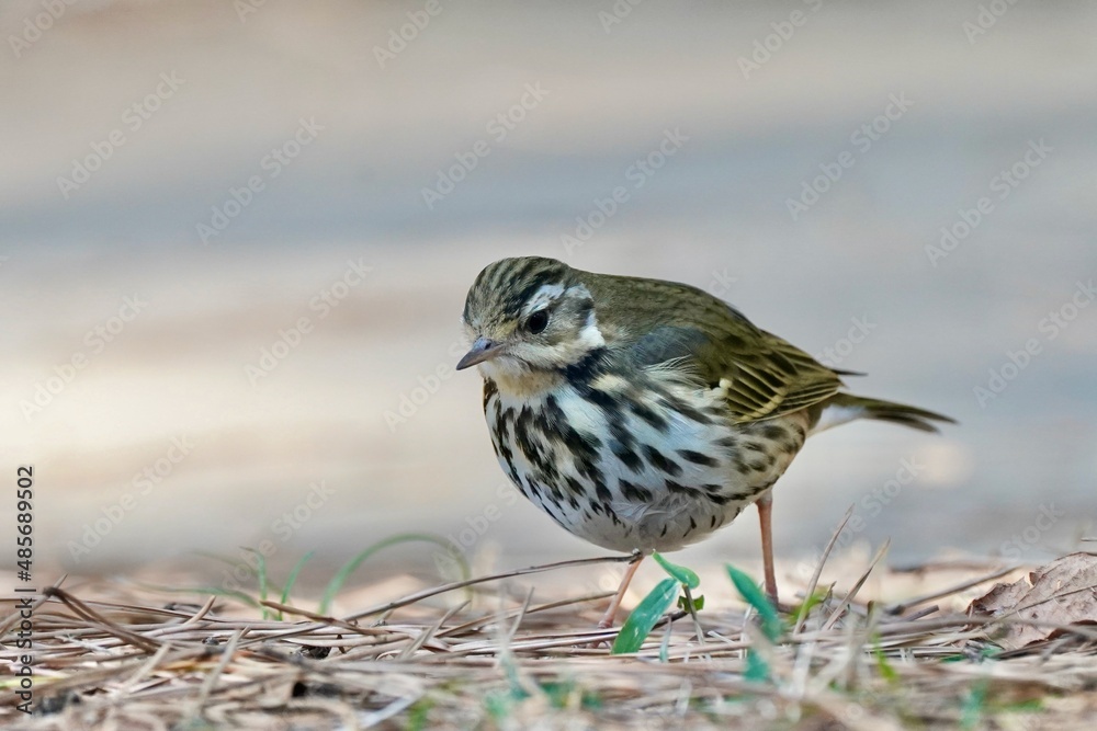 olive backed pipit on the ground
